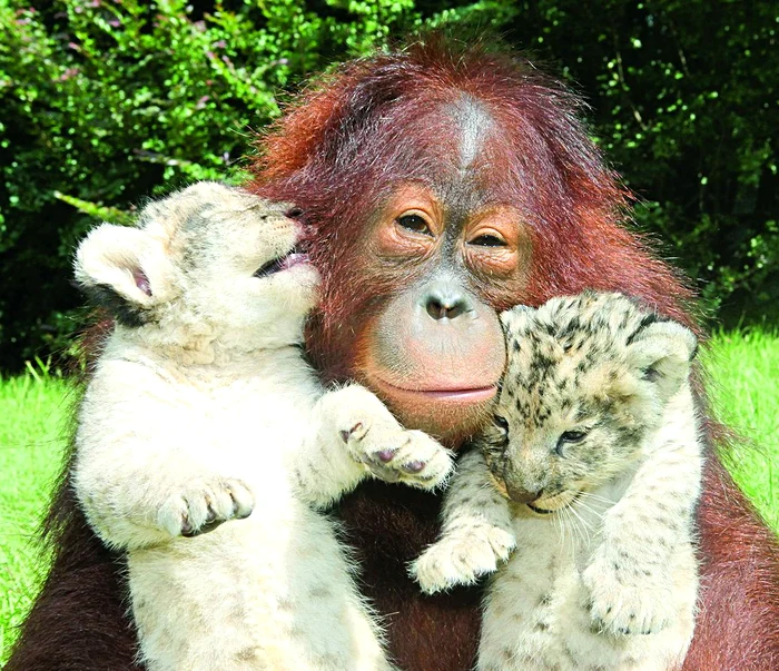 Simh şi Skukuza  se joacă toată ziua cu  mama lor adoptivă