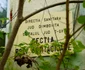 Clădirea fostului Spital de Boli Infecțioase s-a deteriorat în ultimii ani. FOTO CJD