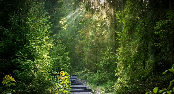 Ce au găsit doi tineri într-o pădure din Botoșani / foto: arhiva Click!