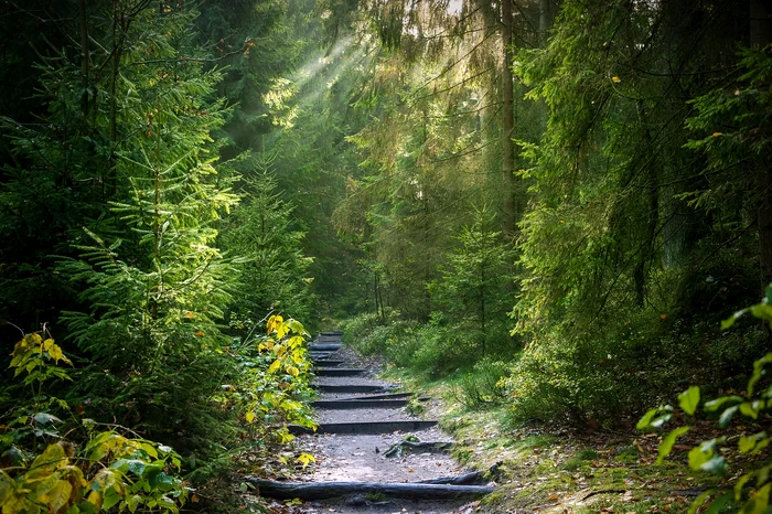Premieră: un oraș din România va avea o pădure-parc uriașă. Ce facilități sunt pregătite pentru localnici și turiști