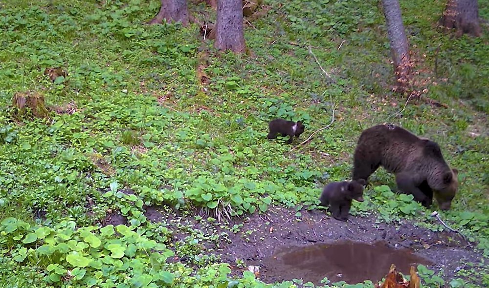 O ursoaică și doi pui simpatici, filmați în Parcul Natural Bucegi de pădurarii Romsilva VIDEO