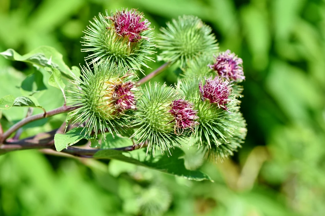 Brusturele, planta folosită în cazul durerilor reumatice / foto: Pixabay