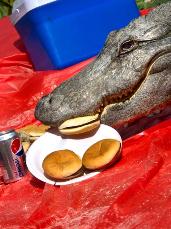 Aligatorul înfometat (FOTO CATERS)