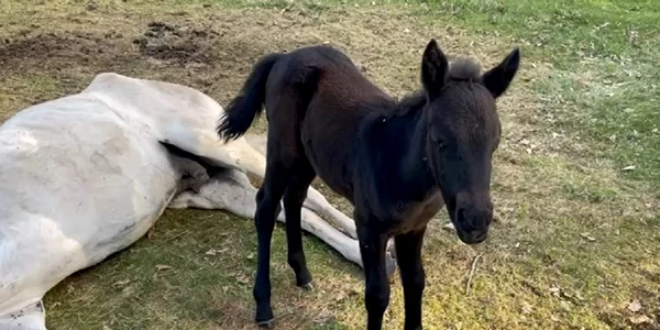 Animale abandonate pe câmp. FOTO observatorulph.ro