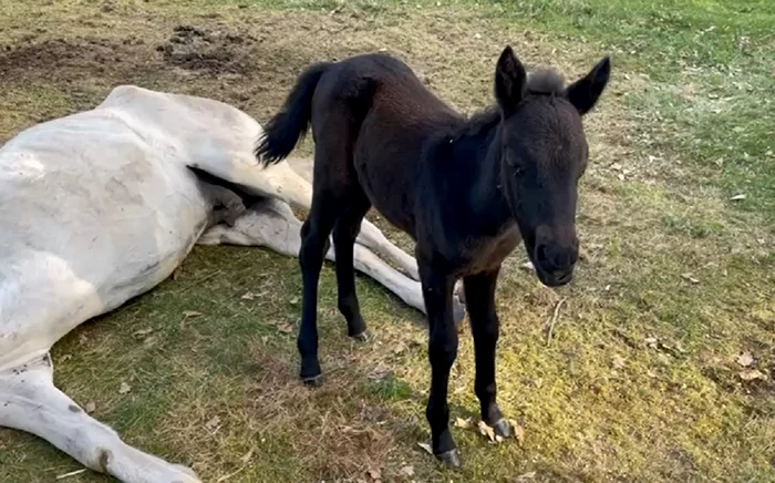 Animale abandonate pe câmp. FOTO observatorulph.ro