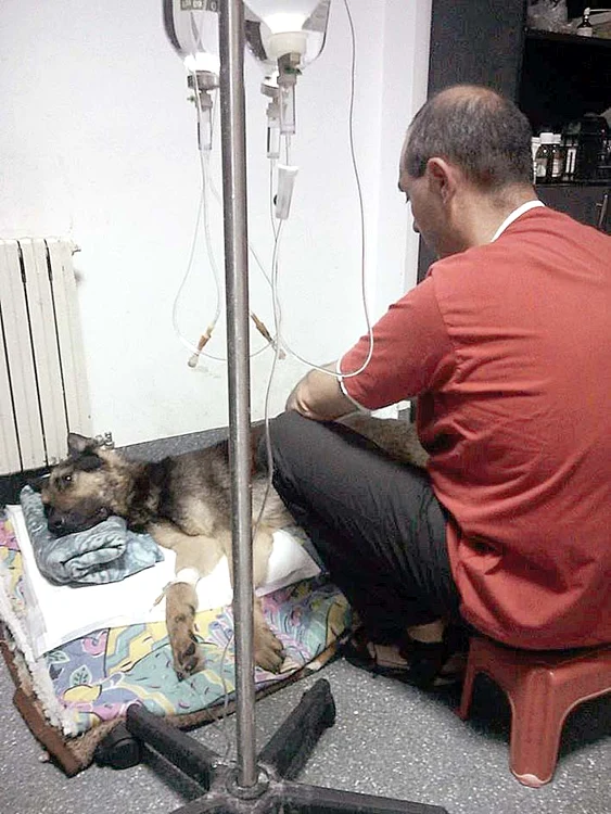 Câinele se afla din 17 august într-o clinică veterinară