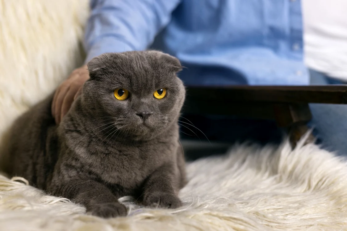 Pisicile Scottish Fold au fost interzise în Olanda (Foto: Freepik)