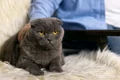 scottish fold freepik jpg