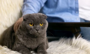 scottish fold freepik jpg