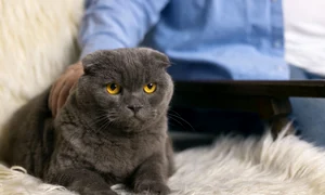scottish fold freepik jpg