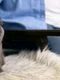 scottish fold freepik jpg