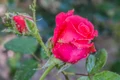 daunatori, foto shutterstock jpg