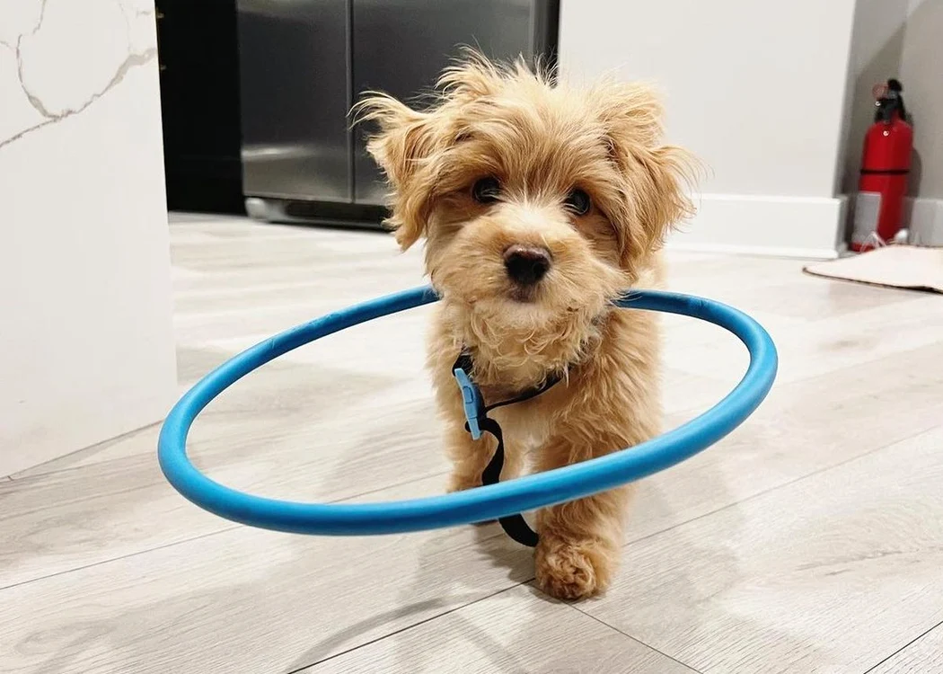 Beau folosește un cerc hula hoop pentru a se deplasa (Foto: Instagram)