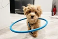 caine hula loop (instagram) jpg