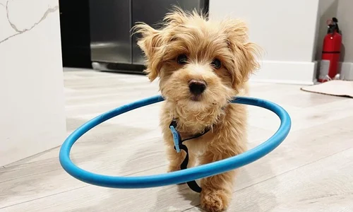 caine hula loop (instagram) jpg