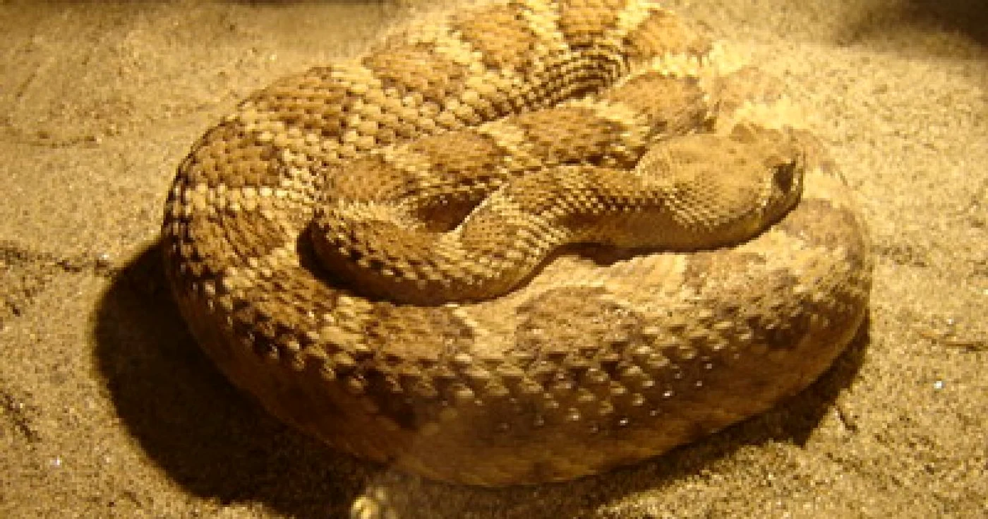 Reptilele vii vor putea fi vizitate de mâine de la ora 11.00