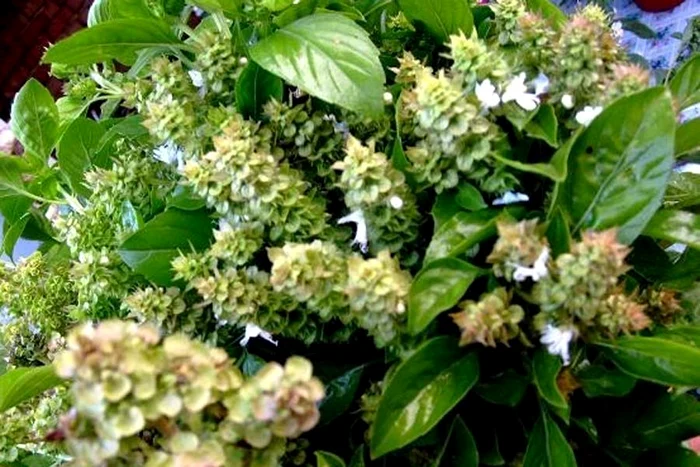 Busuioc