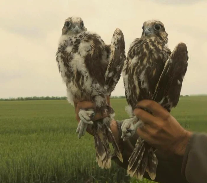 Păsările sunt atent monitorizate