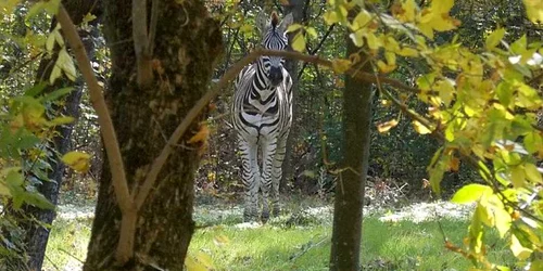 Zebra Timişoara. FOTO