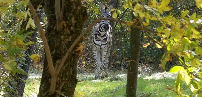 La mai bine de doi ani de la moartea zebrei de la Zoo Timişoara, subiectul încă îl urmăreşte pe primarul Timişoarei FOTO opiniatimisoarei.ro