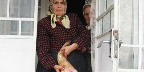 Aglaia Dura şi-a sacrificat porcul prin înjunghiere şi se pregăteşte de prepararea produselor specifice de Crăciun