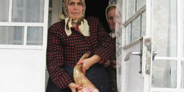 Aglaia Dura şi-a sacrificat porcul prin înjunghiere şi se pregăteşte de prepararea produselor specifice de Crăciun