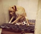 Acest căţel a fost adus înapoi de către familiile adoptive de două ori  În această imagine, e prea trist ca să mai iasă la plimbare  jpeg