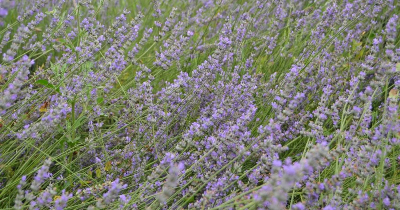 lavanda