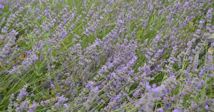 lavanda