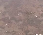 Pesti morti pe malul somesului