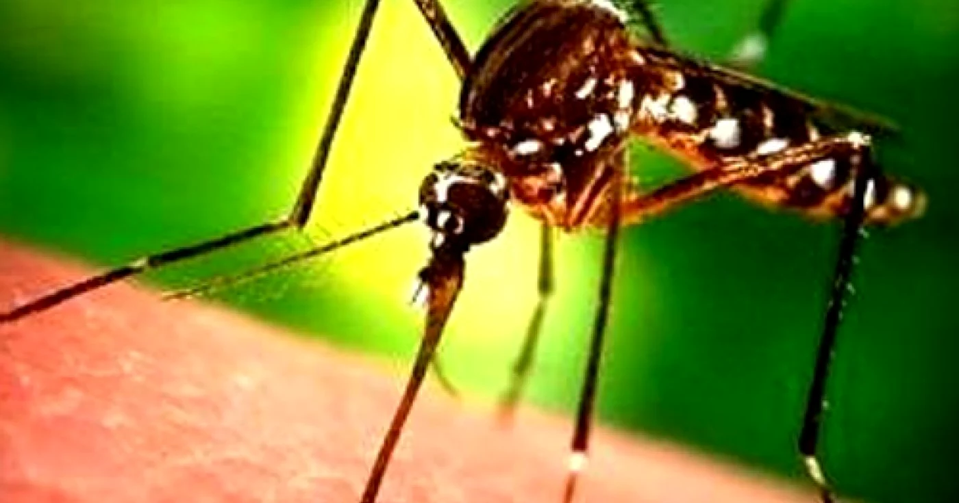 Ne putem infecta cu West Nile din cauza ţânţarilor (foto arhivă)