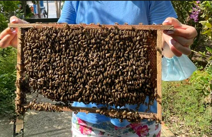 Exististă câteva indicii privind starea de sănătate a albinelor. FOTO Facebook Bibiana Stanciulov