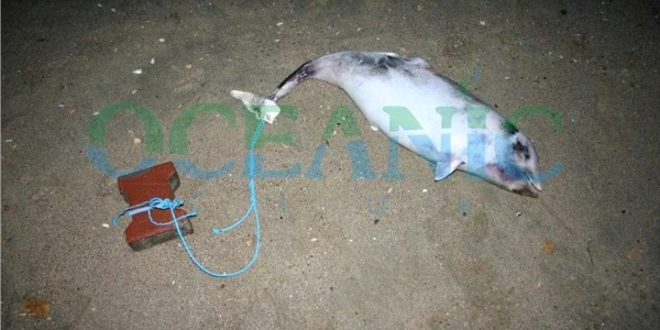 Delfinul a eşuat pe plaja Trei Papuci 
