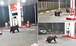 4 actu ursi la azuga jpeg