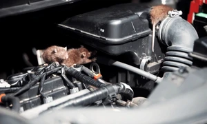 soareci sobolani shutterstock1 jpeg