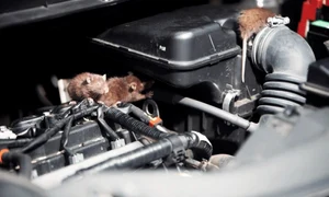 soareci sobolani shutterstock1 jpeg