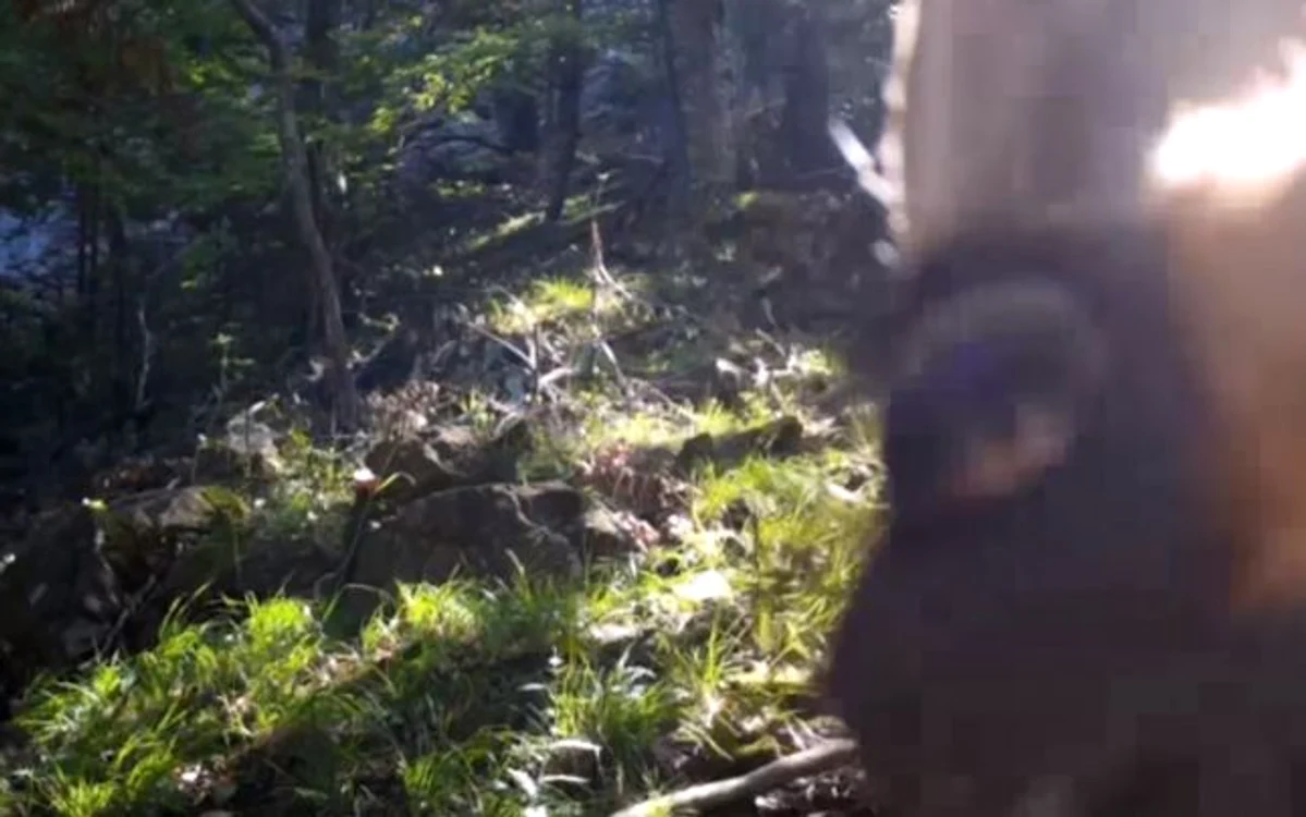 Capra neagră s-a apropiat de camera video de monitorizare a faunei