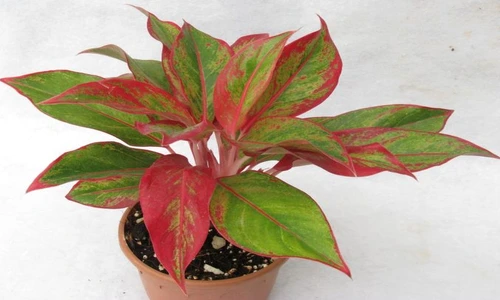 1 80883 original jpg jpeg