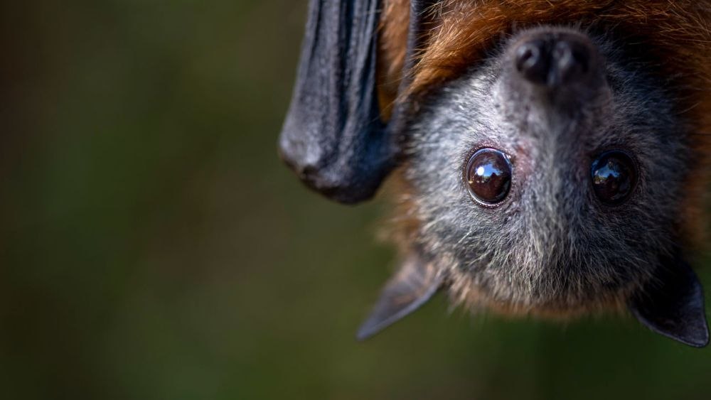 Stare de alertă sanitară: virusul Nipah a ucis un copil de 14 ani