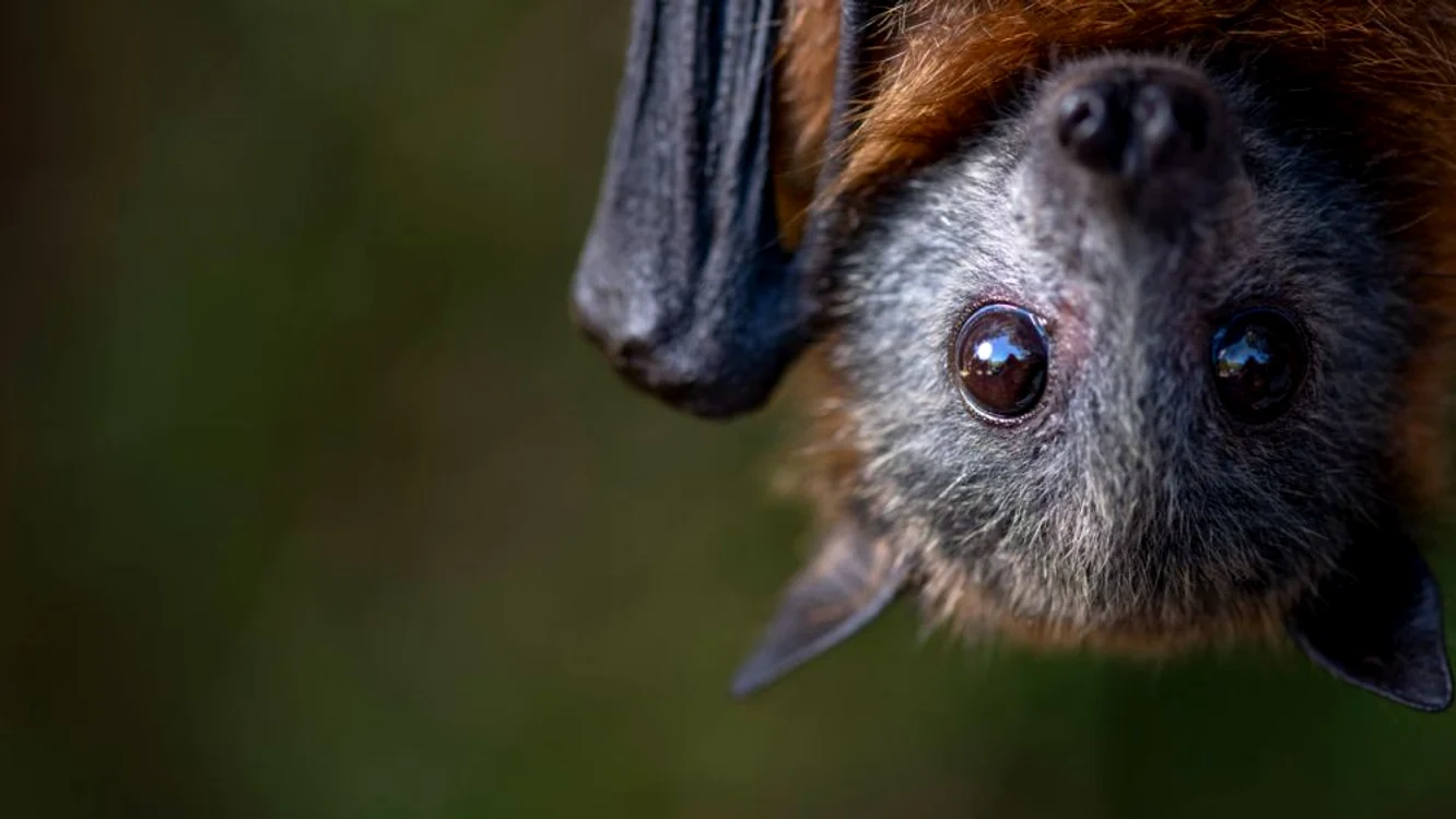 
    Ca și Covid-19, virusul Nipah este transmis de lilieciSursa foto: Sciencemag  