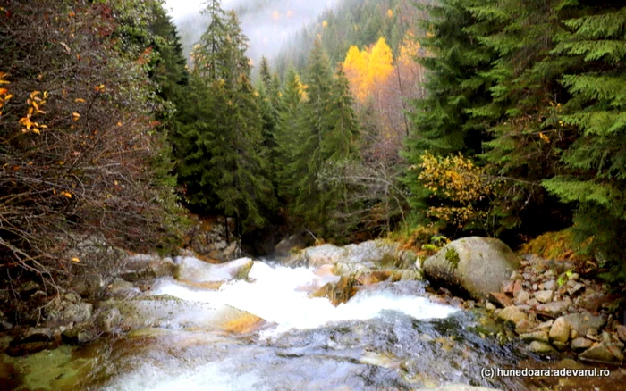 Păduri în Retezat. Foto: Daniel Guţă. ADEVĂRUL.