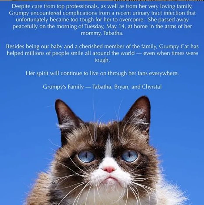 Vestea că Grumpy Cat a murit a întristat milioane de fani