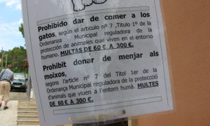 Cu ochii n 3,14 jpeg