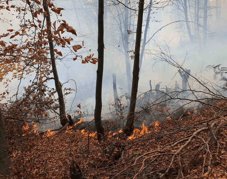 Incendiu în pădurea din comuna Șoimari. Sunt afectate aproape 70 de hectare