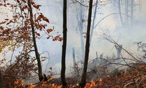 incendiu padure Bacau FOTO ISU Bacau (1) jpg