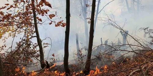 incendiu padure Bacau FOTO ISU Bacau (1) jpg
