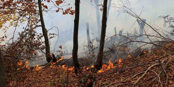 incendiu padure Bacau FOTO ISU Bacau (1) jpg