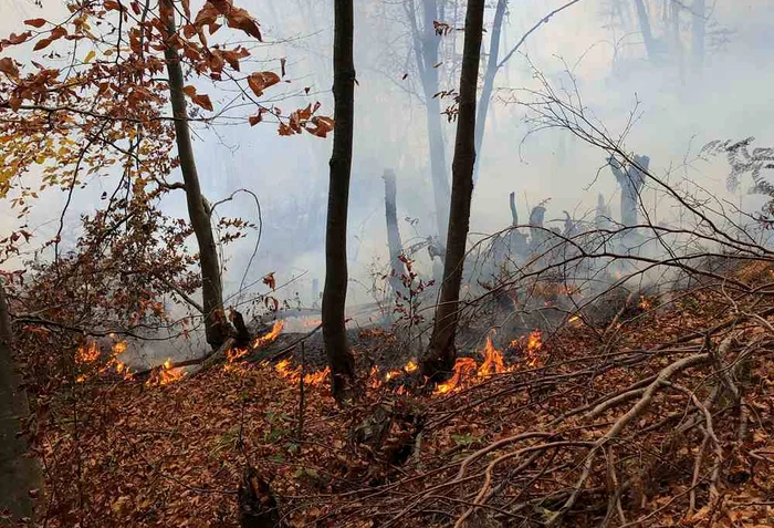 Focul se manifestă prin mai multe focare într-o pădure de foioaseFOTO ISU Bacău