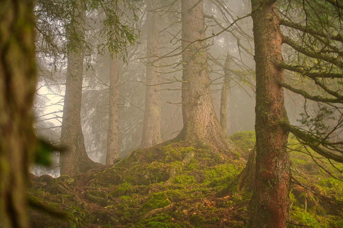 Pădure de conifere.  Foto: Pixabay.com