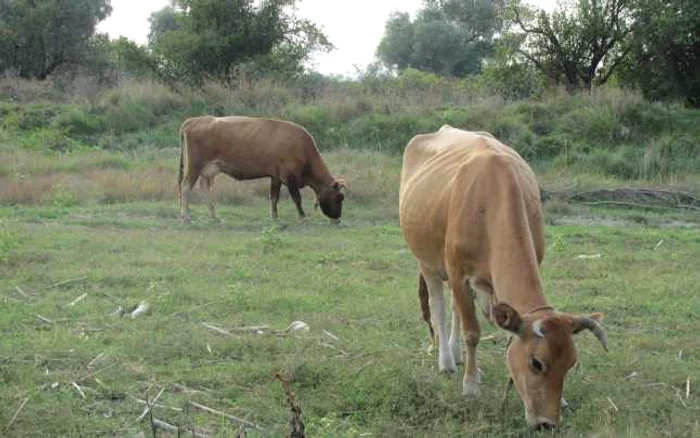 Efectivele de animale vor fi recenzate